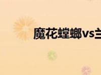 魔花螳螂vs兰花螳螂（魔花螳螂）