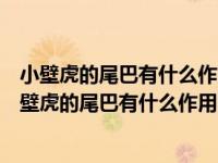 小壁虎的尾巴有什么作用是保护自己躲避别人还是泼水（小壁虎的尾巴有什么作用）