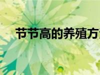 节节高的养殖方法和注意事项（节节高）