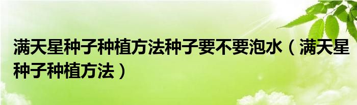 满天星种子种植方法种子要不要泡水（满天星种子种植方法）