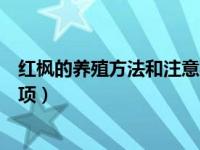 红枫的养殖方法和注意事项大全（红枫的养殖方法和注意事项）