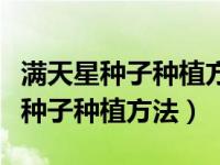 满天星种子种植方法种子要不要泡水（满天星种子种植方法）