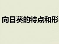 向日葵的特点和形状、颜色（向日葵的特点）