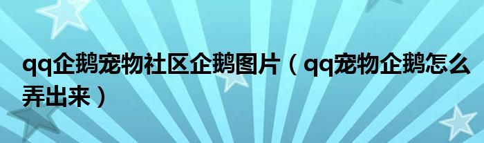 qq企鹅宠物社区企鹅图片（qq宠物企鹅怎么弄出来）